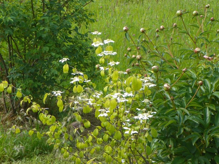 viburnum plicatum Kilimandjaro - Dobarland 2019 2