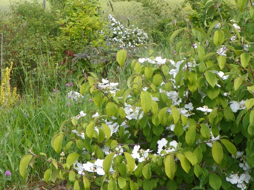 viburnum tomentosum - Dobarland 2019 2