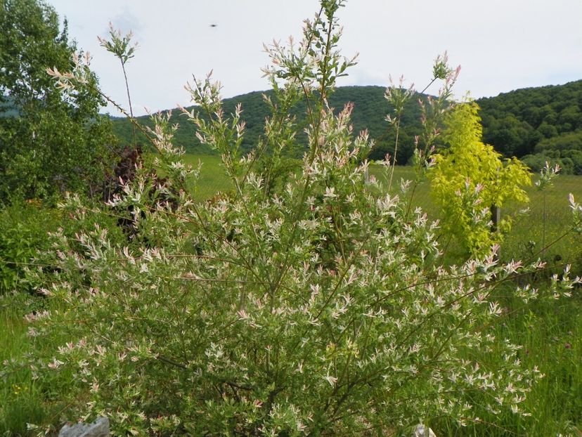 salix Hakuro Nishiki - Dobarland 2019 2