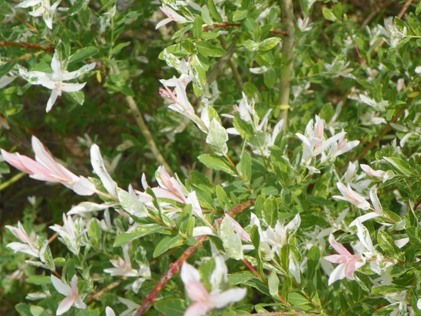 salix Hakuro Nishiki - Dobarland 2019 2