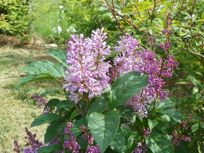 syringa Minuet - Dobarland 2019 2