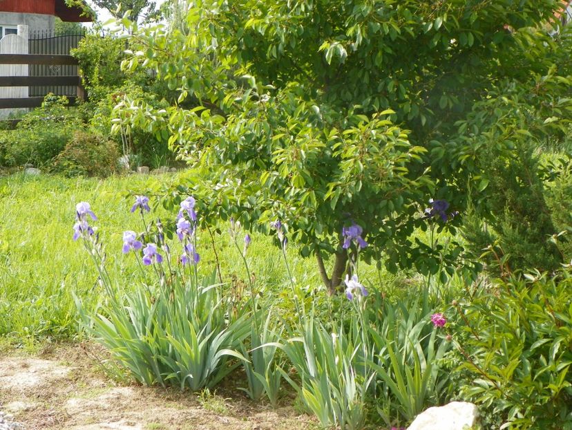 27 mai (240) - Dobarland 2019 2