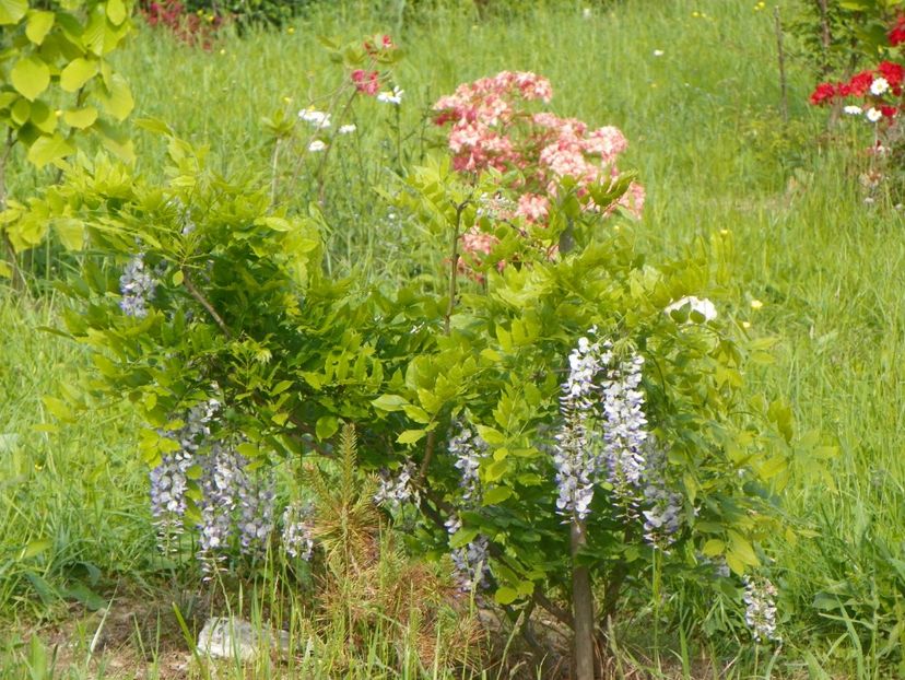 wisteria si azalea Corneille - Dobarland 2019 2