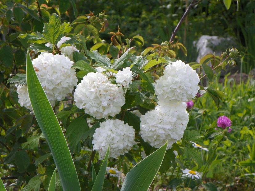 viburnum opulus Roseum - Dobarland 2019 2