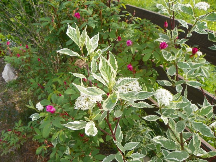 cornus alba Elegantissima si Therese Bugnet - Dobarland 2019 2