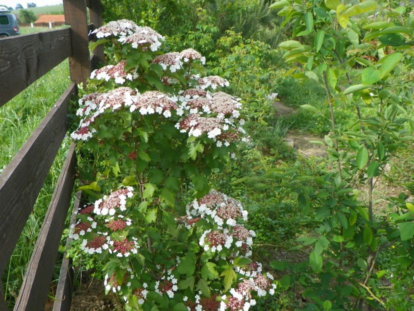 viburnum sargentii Onondaga - Dobarland 2019 2