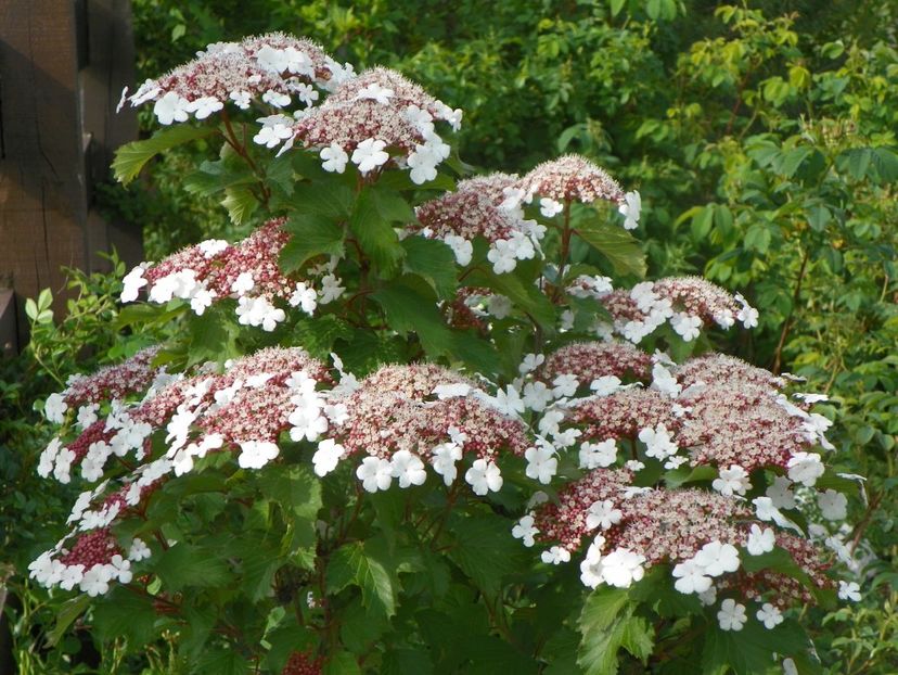 viburnum sargentii Onondaga - Dobarland 2019 2