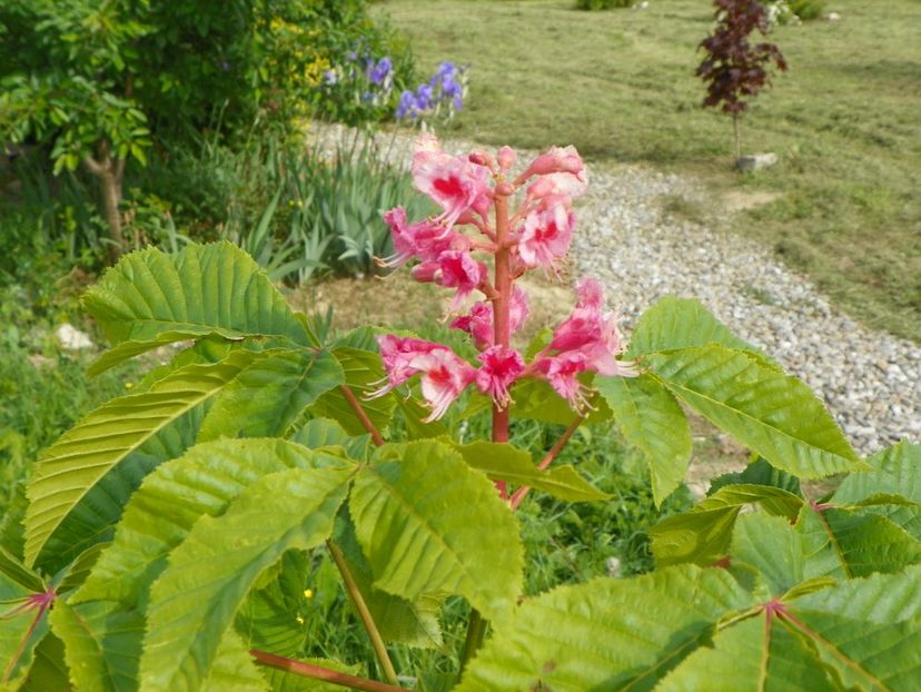 aesculus carnea Briotii - Dobarland 2019 2