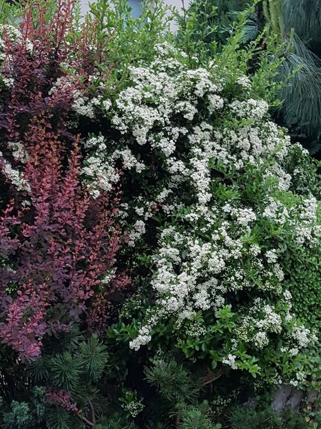 Piracantha si berberis - Conifere si arbusti