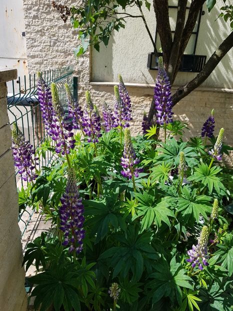 Lupin mov cu alb - Mai 2019