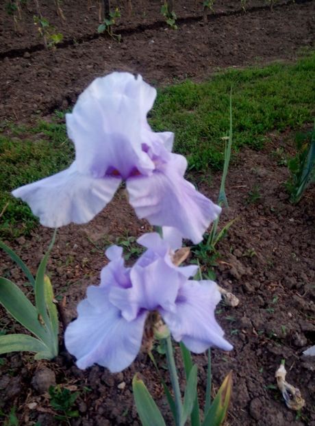  - diverse flori 2019