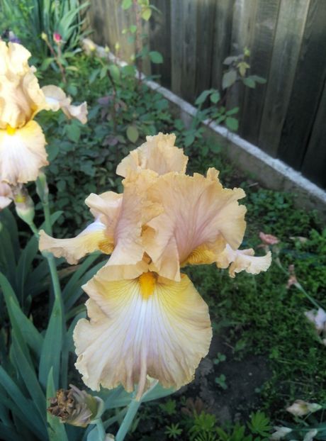  - diverse flori 2019