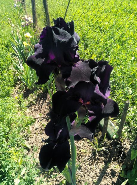  - diverse flori 2019