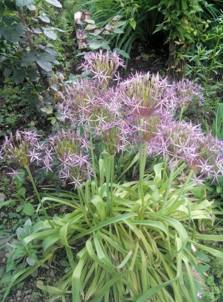  - diverse flori 2019