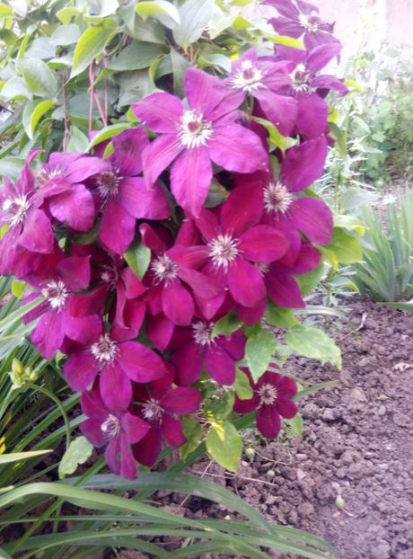  - diverse flori 2019