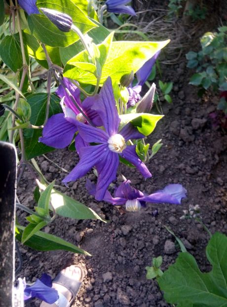  - diverse flori 2019