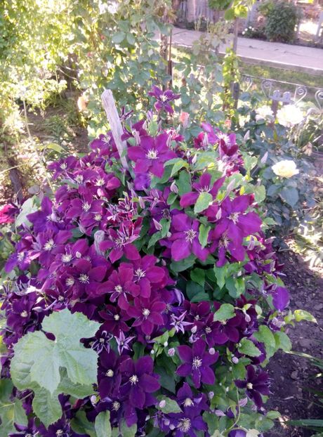  - diverse flori 2019