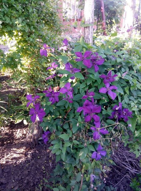  - diverse flori 2019