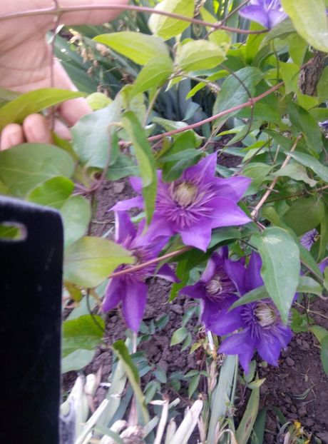  - diverse flori 2019