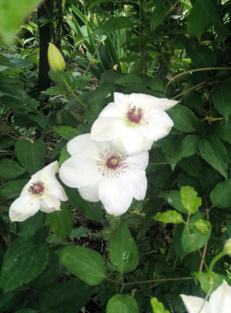  - diverse flori 2019