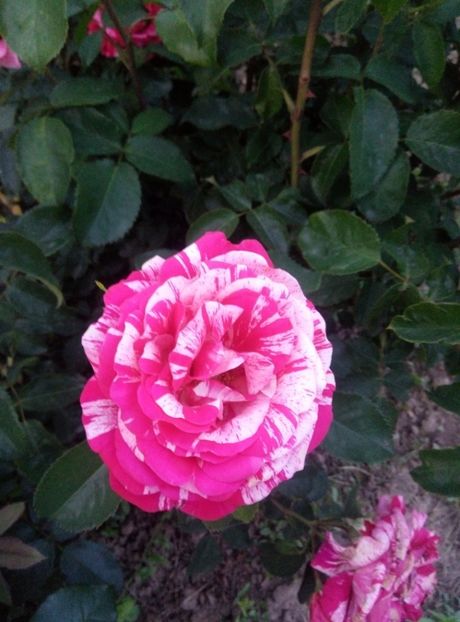  - diverse flori 2019