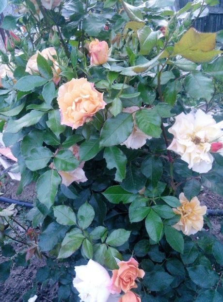  - diverse flori 2019