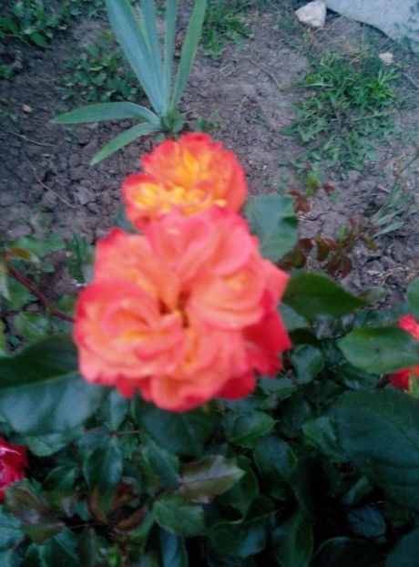  - diverse flori 2019