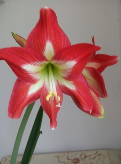  - diverse flori 2019