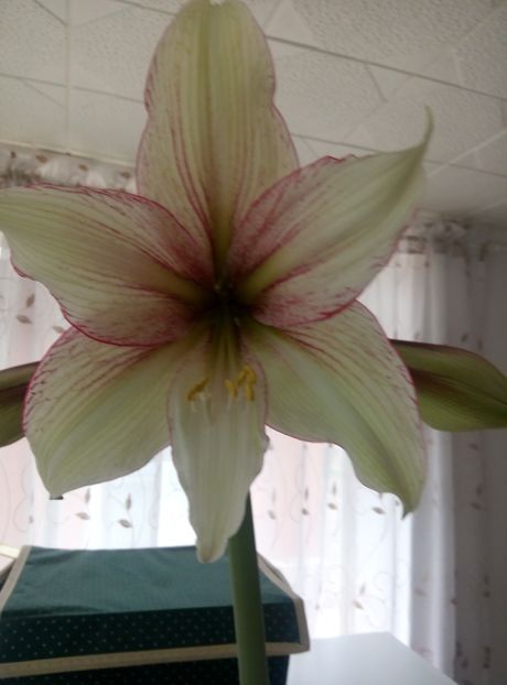  - diverse flori 2019