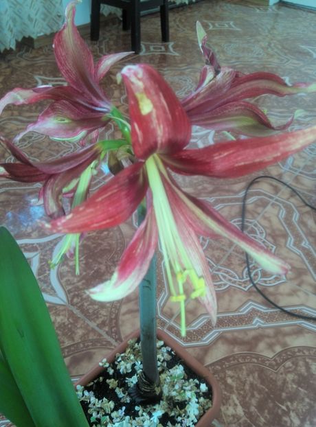  - diverse flori 2019