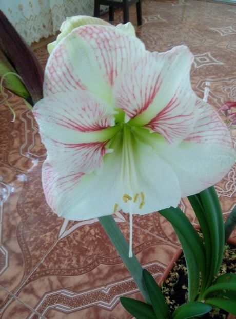  - diverse flori 2019