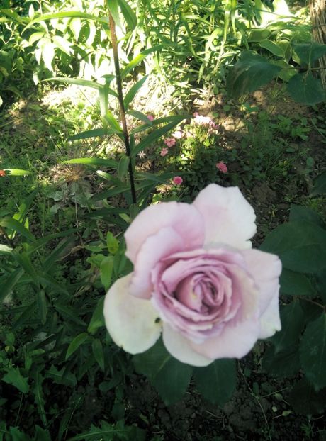  - diverse flori 2019