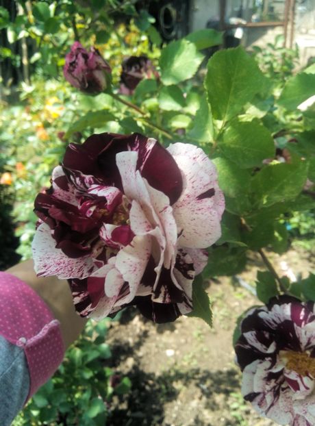  - diverse flori 2019