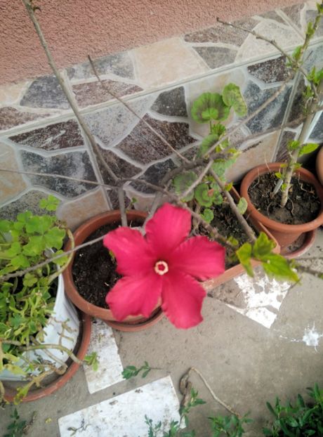  - diverse flori 2019