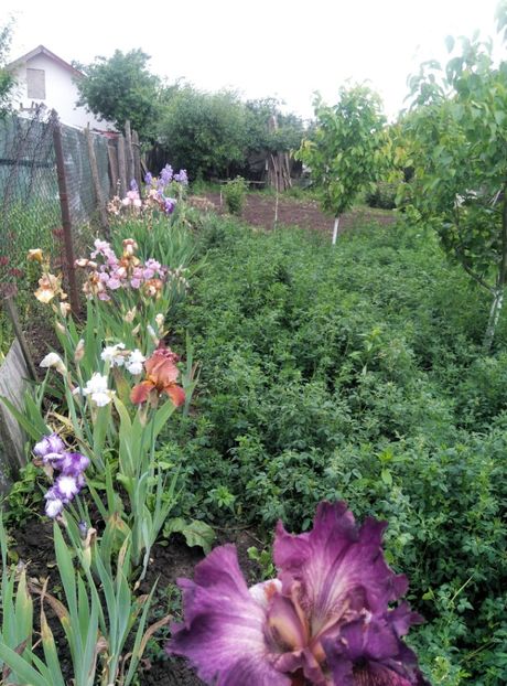  - diverse flori 2019