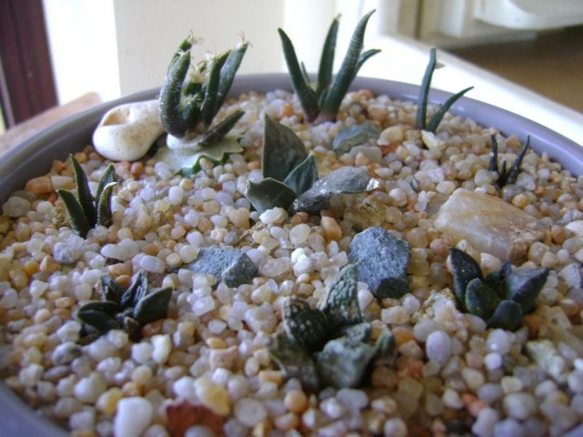 Grup de 9 Ariocarpus - Cactusi 2019