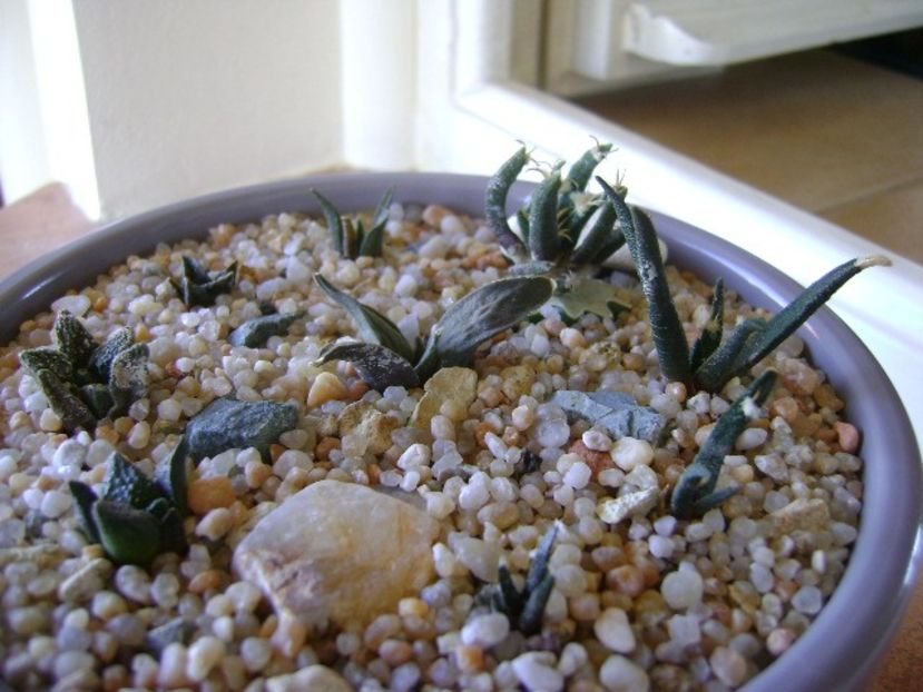 Grup de 9 Ariocarpus - Cactusi 2019