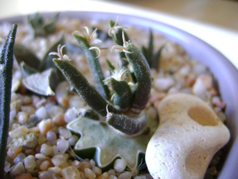 Ariocarpus agavoides v. sanluisensis (altoit) - Cactusi 2019