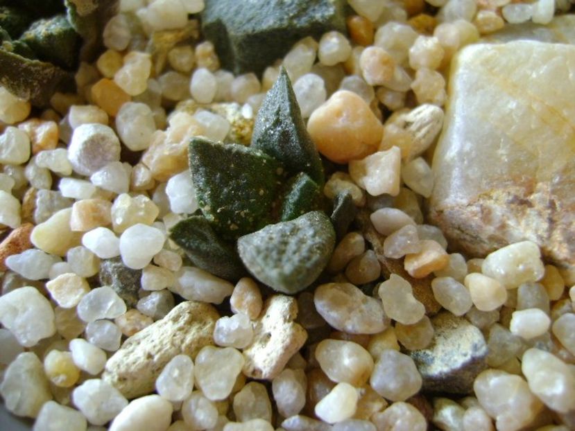 Ariocarpus fissuratus 3 - Cactusi 2019