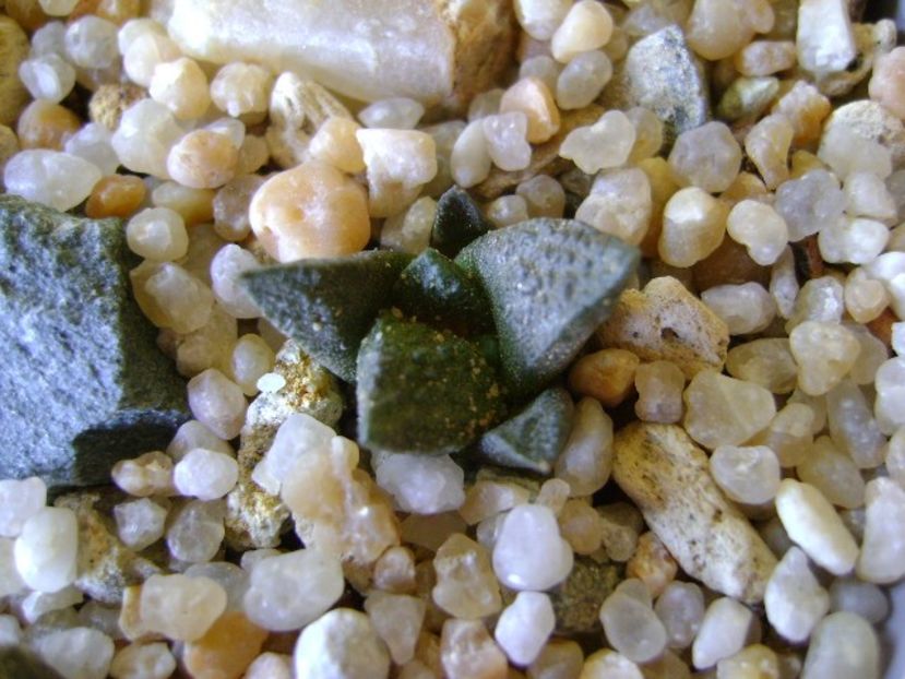 Ariocarpus fissuratus 3 - Cactusi 2019