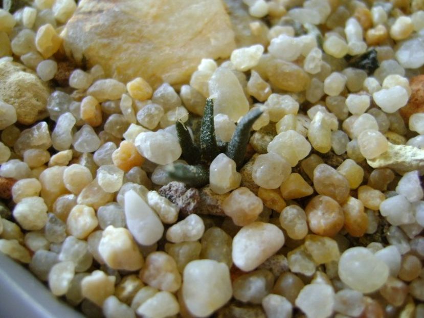 Ariocarpus bravoanus - Cactusi 2019