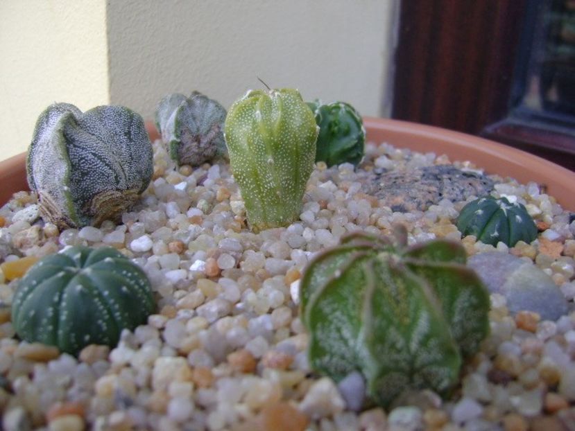 Grup de 7 Astrophytum - Cactusi 2019