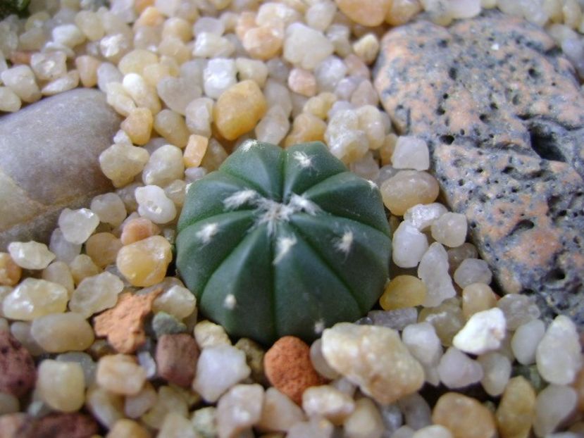 Astrophytum asterias cv. Big Areole (Ooibo) - Cactusi 2019