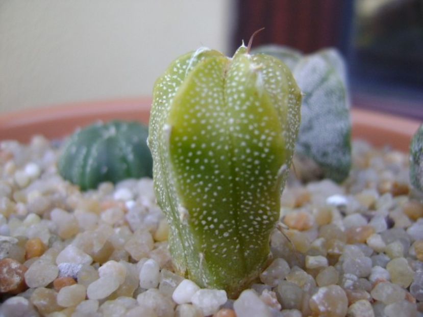 Astrophytum myriostigma hb. (clorofil-deficitar) - Cactusi 2019