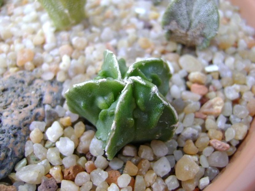 Astrophytum myriostigma cv. Fukuriyu x Marginata - Cactusi 2019