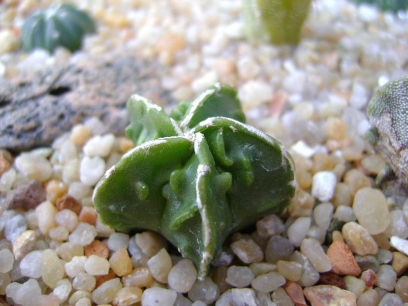 Astrophytum myriostigma cv. Fukuriyu x Marginata - Cactusi 2019