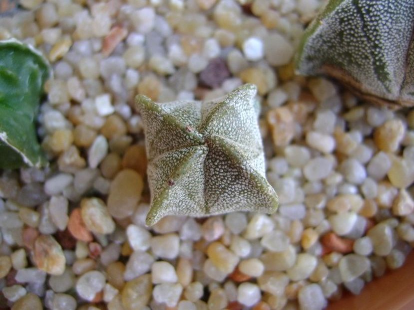 Astrophytum myriostigma v. quadricostatum - Cactusi 2019