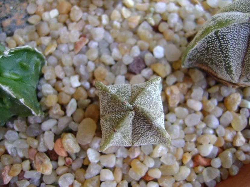 Astrophytum myriostigma v. quadricostatum - Cactusi 2019