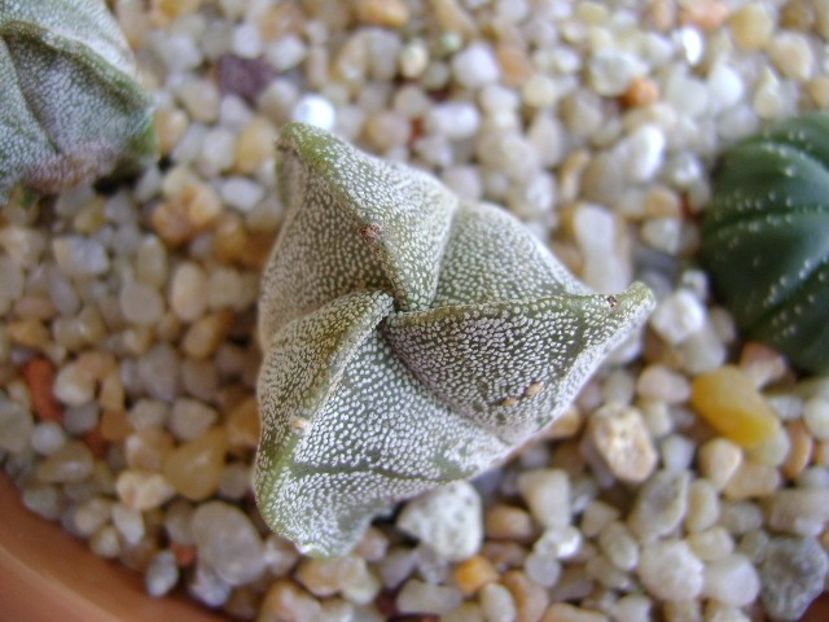 Astrophytum myriostigma v. tricostatum - Cactusi 2019