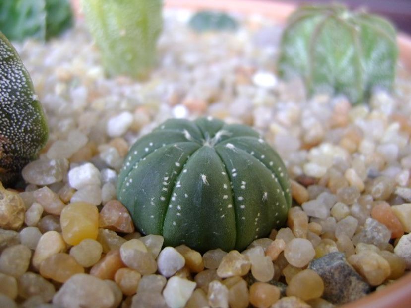 Astrophytum asterias (floare rosie) - Cactusi 2019